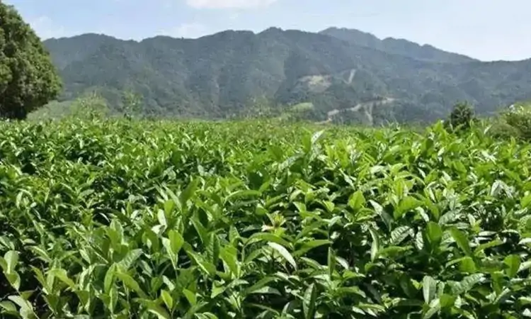 从宋代贡茶到现代名品:双井绿茶