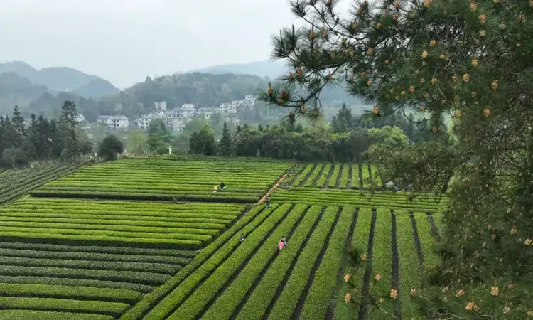秀山:茶园景美引游人 农旅融合促振兴
