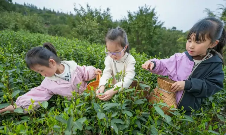锦屏:萌娃走进茶场,春日采茶乐无穷