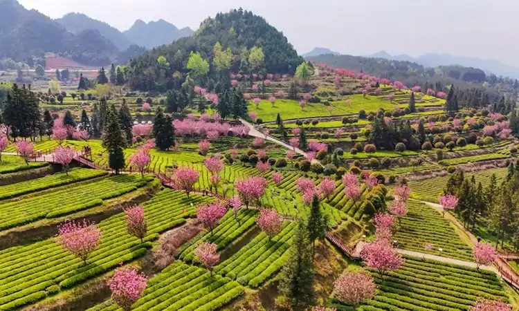 印江:茶为引花为媒 茶旅融合赋能品牌提升