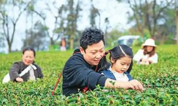 春来茶园新意浓