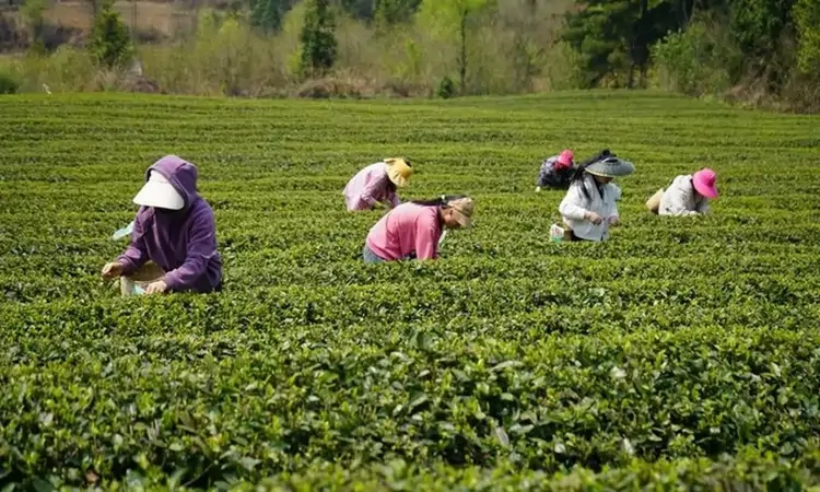 贵州金沙:双手采茶比赛 尖上的速度与激情