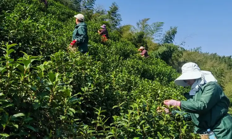 安徽广德:世代茶香,明前茶缘