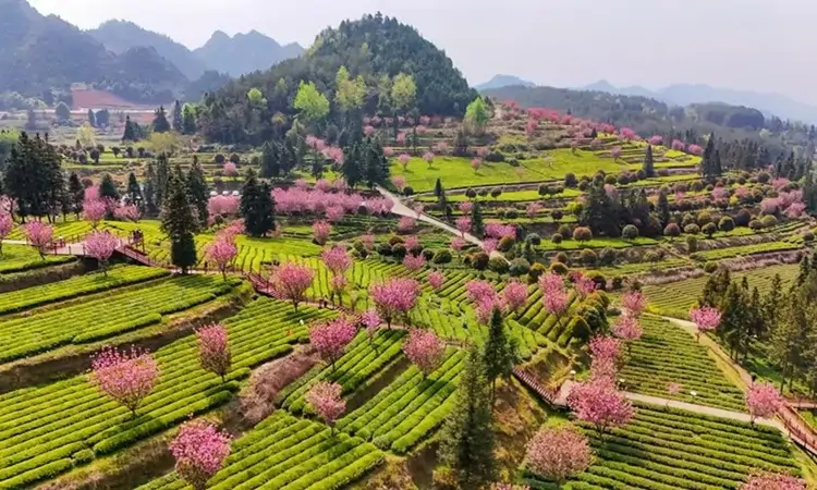 贵州印江:茶海樱花绽放春日美景 赏花制茶趣味无穷