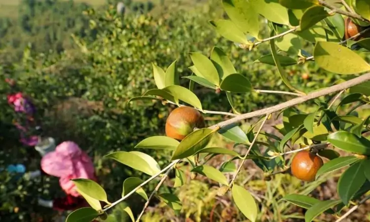 贵银暖洋洋 茶油香喷喷