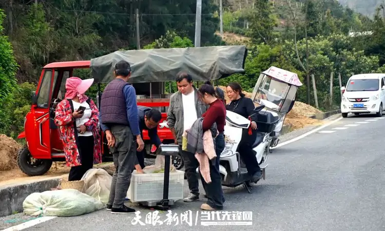 茶往高处走 | 三都和平村茶叶经纪人“抢”出致富路