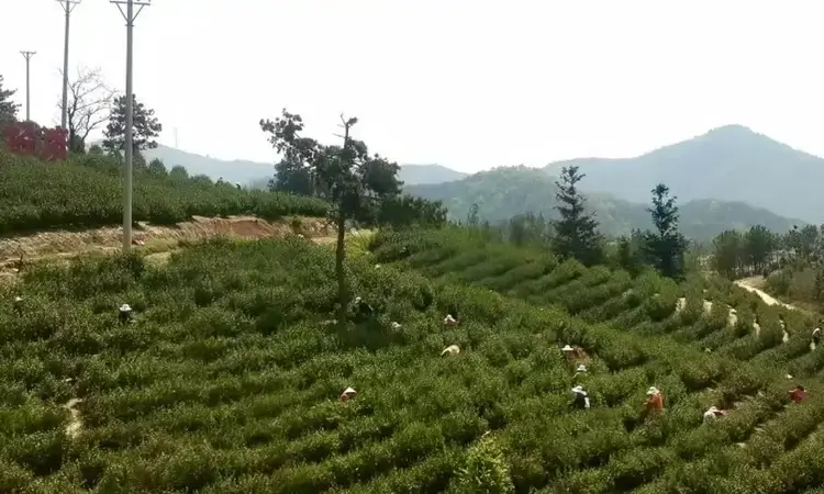 湖北广水:“绿叶”变“金叶” 明前茶迎来采摘季
