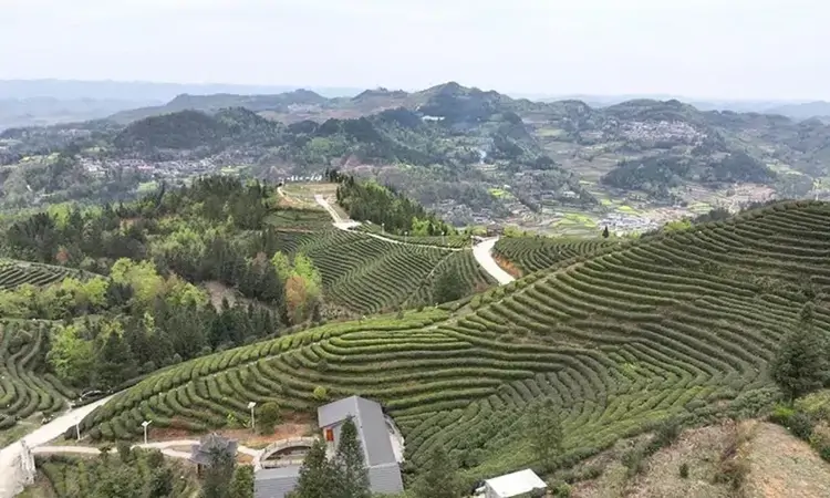 镇宁:以茶兴业 以茶富民