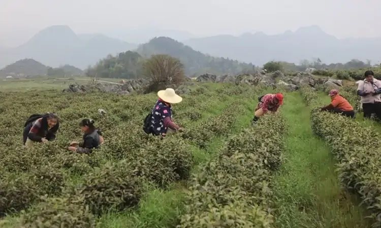 黔西市金兰镇:春日采茶忙 “金叶”助增收
