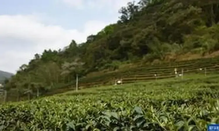 茶香飘“茶乡”——品味台湾坪林文山包种茶