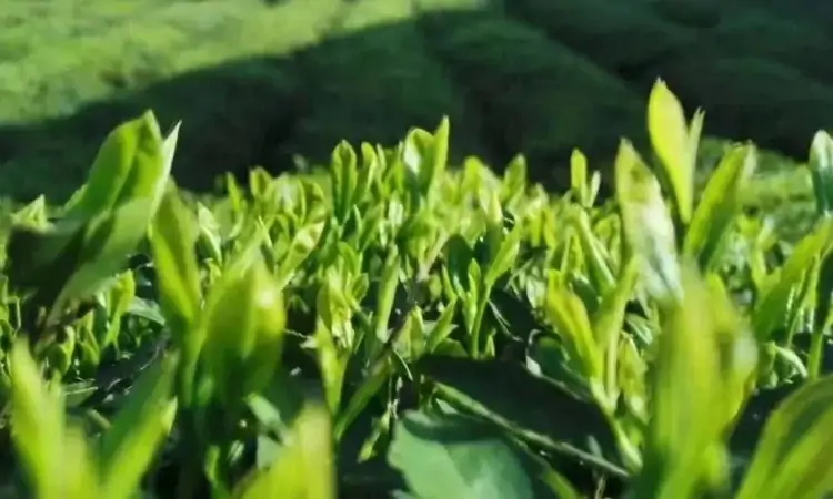 蒸青绿茶是什么茶?