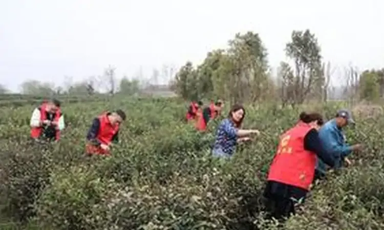 江苏仪征烟草开展“春茶护航”行动