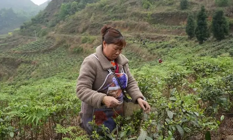 镇宁扁担山镇:春茶采制忙 茶香富一方