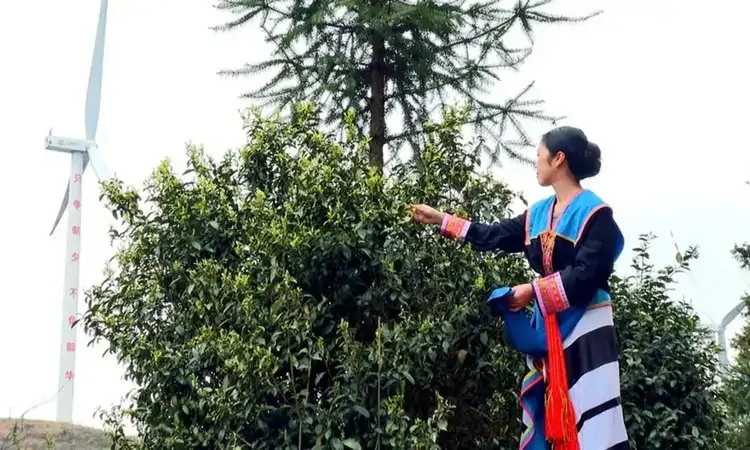 古树春茶采摘忙!镇宁革利乡:乡村振兴有“茗”堂