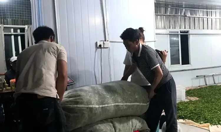 普安:18.3万亩茶山披绿生金迎来开门红