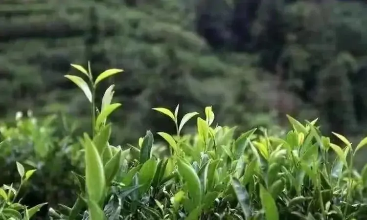 高山茶与平地茶的判别