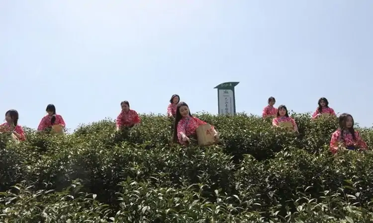 达州万源:山歌满茶山 绿叶变“金叶”
