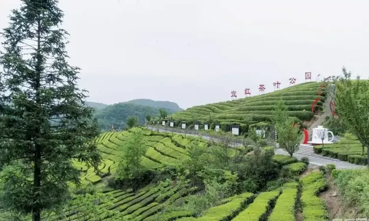 发现春之美|新芽初吐绿 采茶上春山