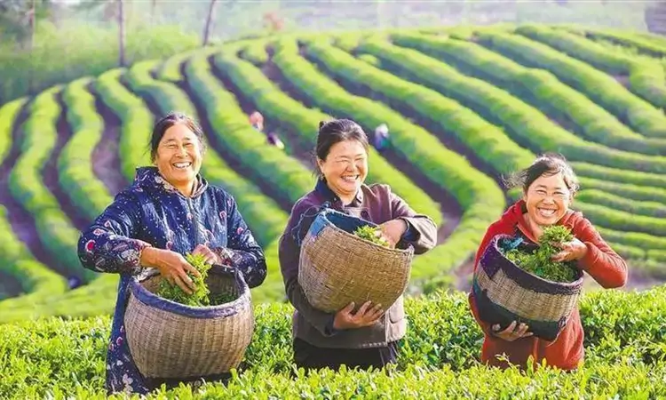 茶旅融合