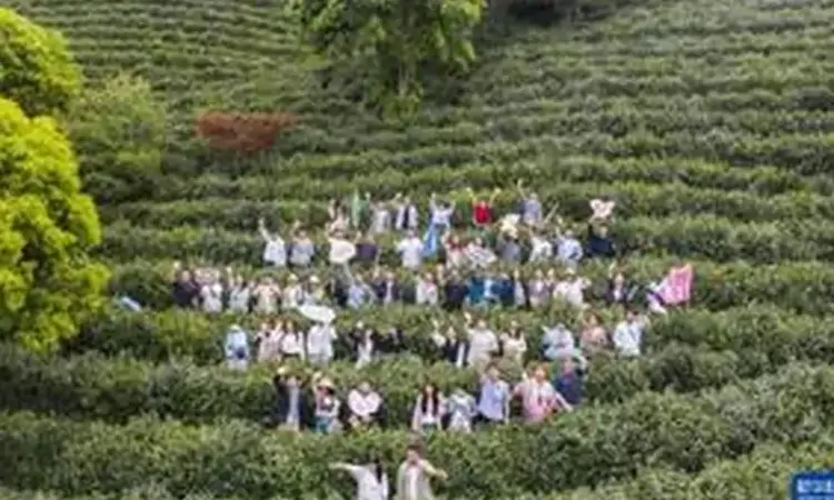 茶乡春日特色文旅新场景