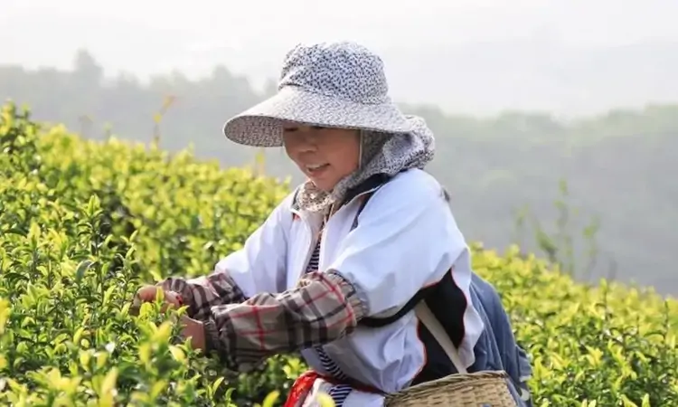 明月山最后一茬春色入篓 邻水白茶春茶季收官 | 镜观四川