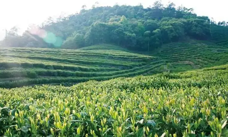 名山灵草,黄山毛峰