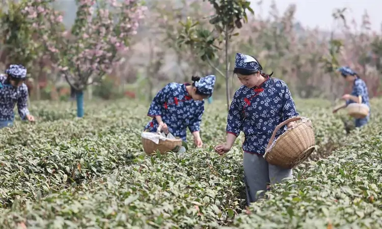 山东日照:春茶飘香采摘忙