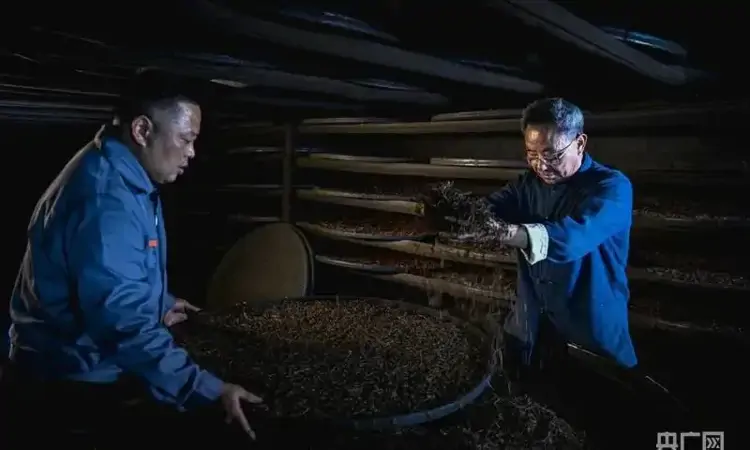 何以中国|非遗技艺传承人以匠心守护传统制茶之魂