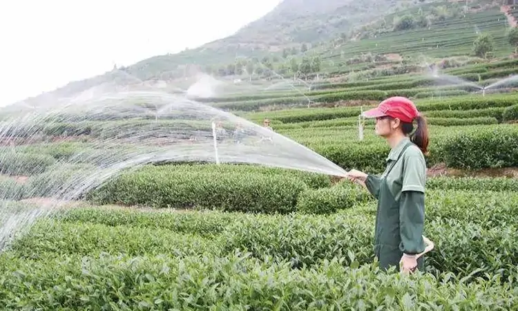 何以中国丨在福建,“呷茶”可不是一句客套话