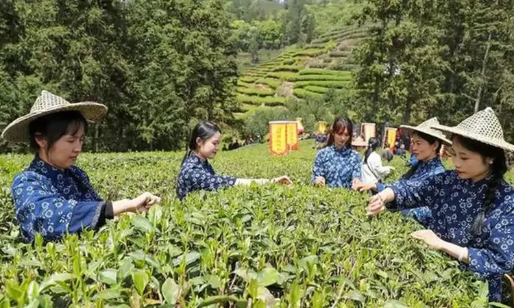 何以中国丨一茶兴百业
