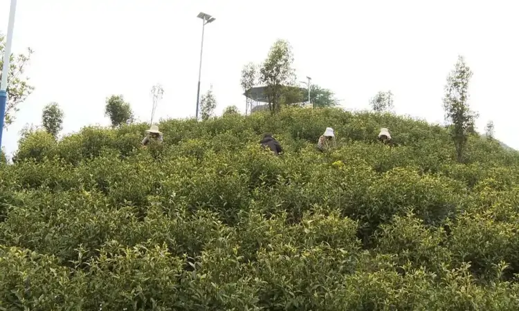 普定县：山海协作架金桥 茶香飘出共富路