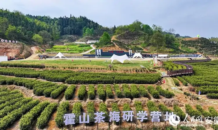 安徽六安：茶旅融合 点“绿”成金