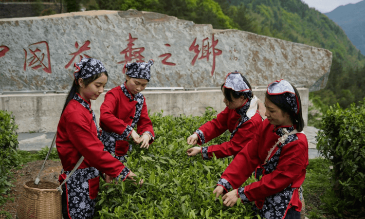 以茶为约，湖南新化奉嘎山招募“乡村合伙人”