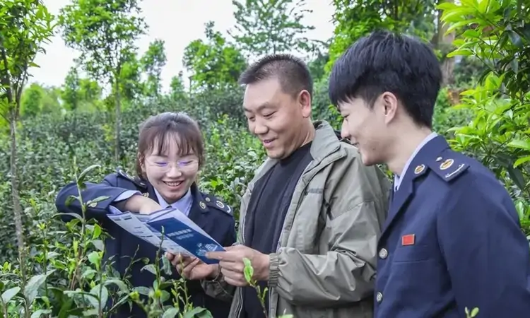 从产茶大省到茶叶强省 贵州税务助力黔茶打造千亿产业