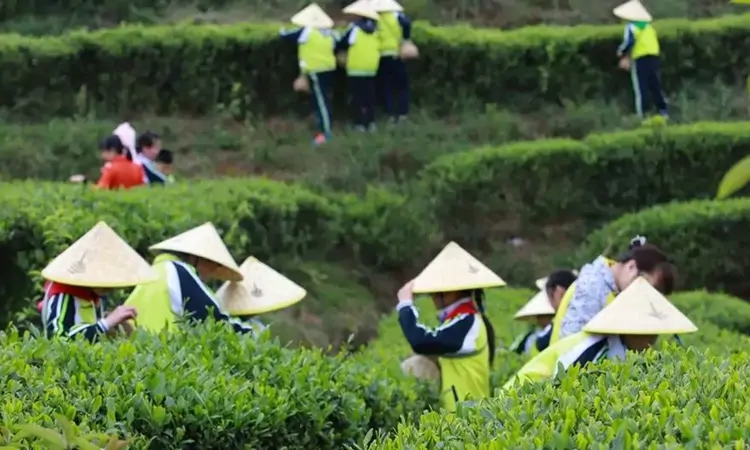 丹寨税务:税风润茶企 合规叶长青