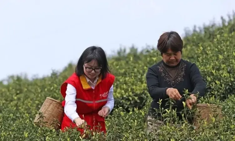彭水：志愿服务助力春茶飘香