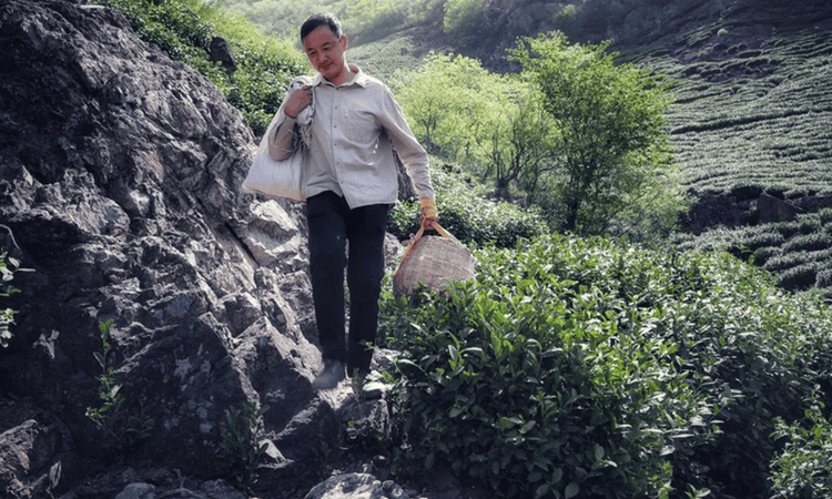 河南商城:从茶“叶”到茶“业” 铺就百姓致富路