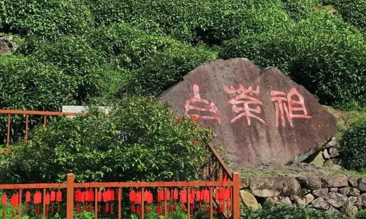 茶中一绝--安吉白茶