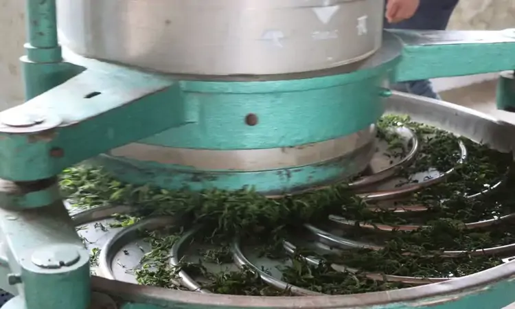 春茶吐翠时 茶企生产忙