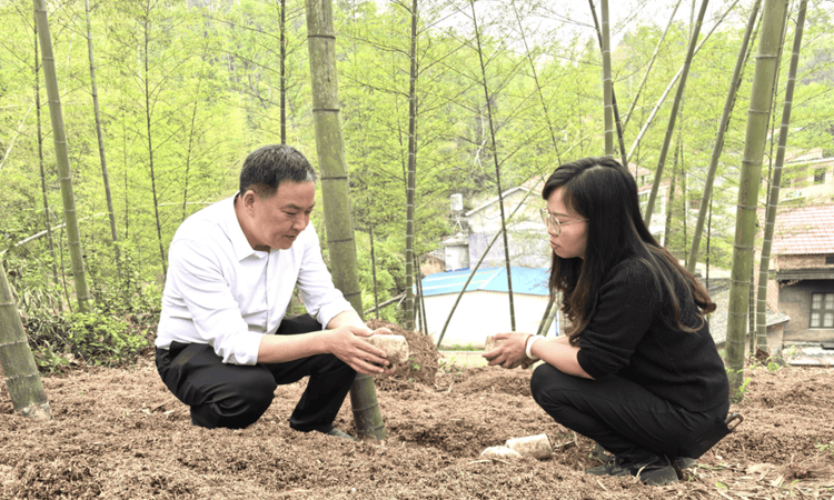 “竹”梦前行 看湖南湘潭县茶恩寺“竹海”何以变“金山”