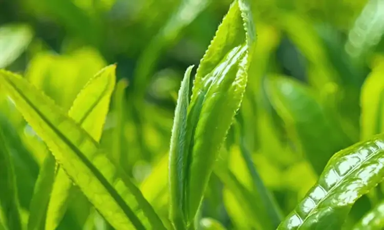谷雨·看大理|春水煎茶时