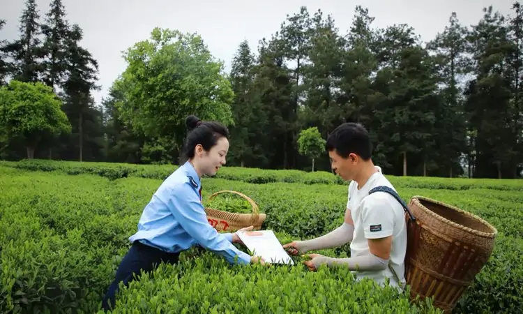 税惠春风拂黔茶