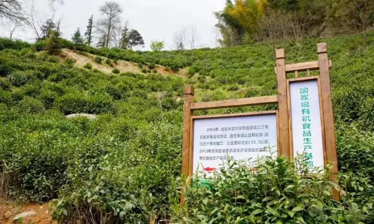 明代贡茶,天目青顶