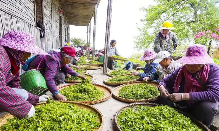 江西湖口:山中茶事