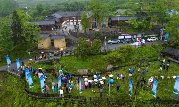 第四届千年金山红古树茶采茶季暨山地户外运动活动举行