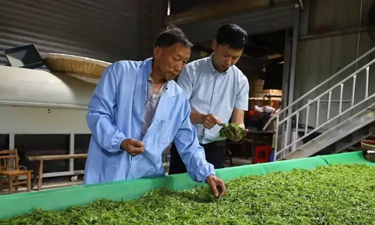 霍山：“茶二代”返乡奋斗正青春