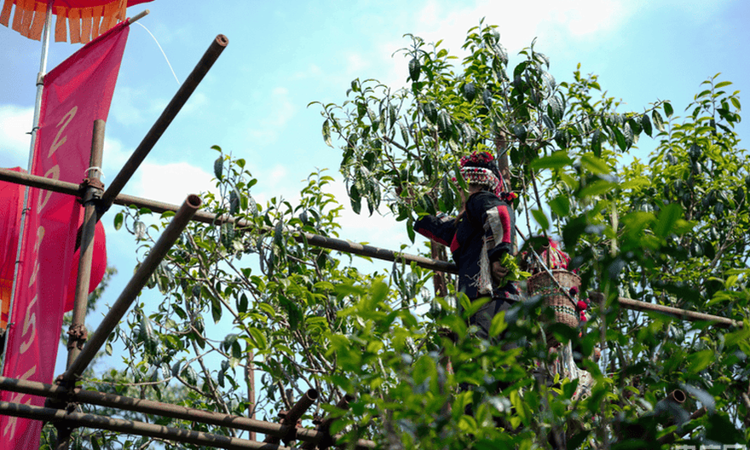 2025年普洱茶产业高质量发展研讨会暨班章茶王树开采仪式在西双版纳举行