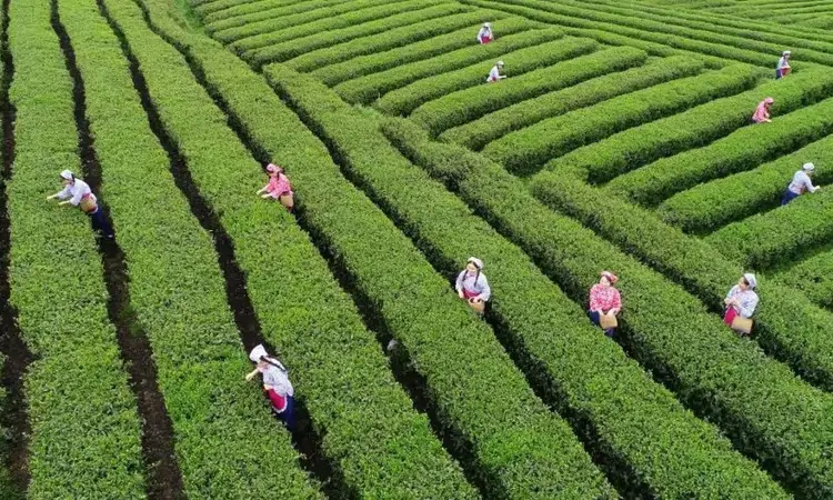 山货变潮货！看江口抹茶的72变