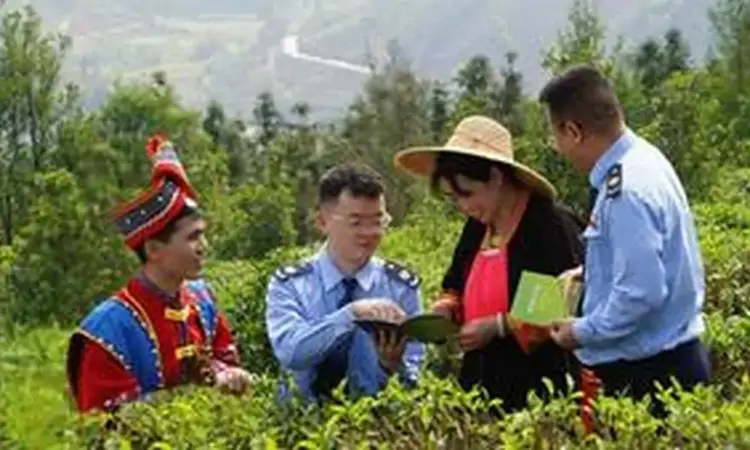 凌云县税务局：税惠润茶乡 产业焕新机
