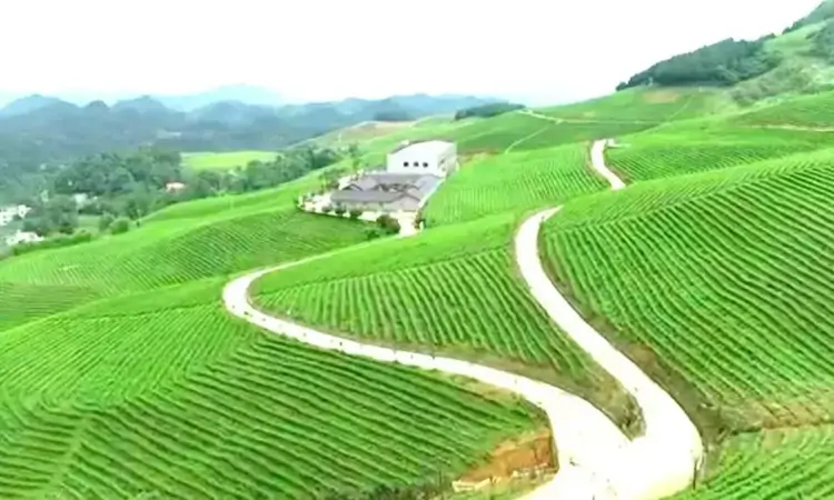 政企携手育白茶 点绿成金促振兴——煎茶镇千亩茶园托起乡村振兴共富梦